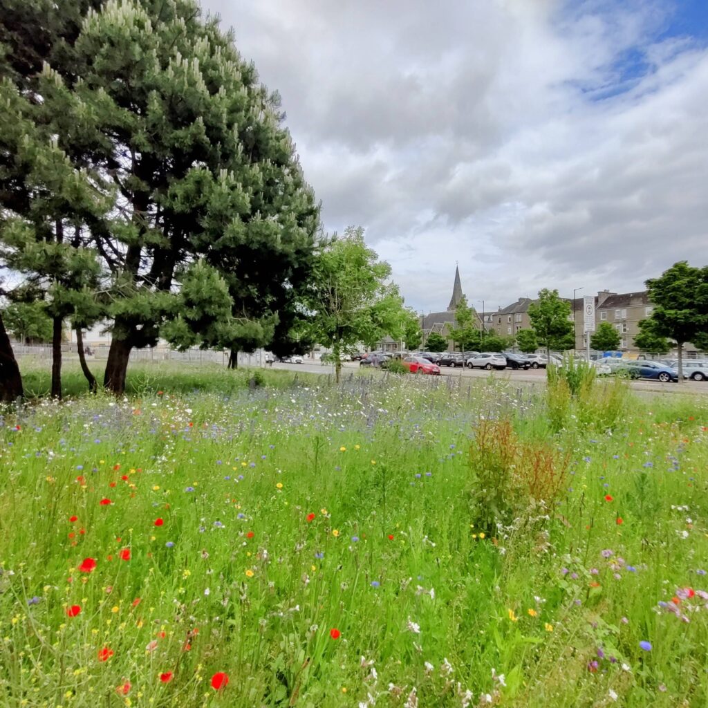 Wildflowers in Stobswell.